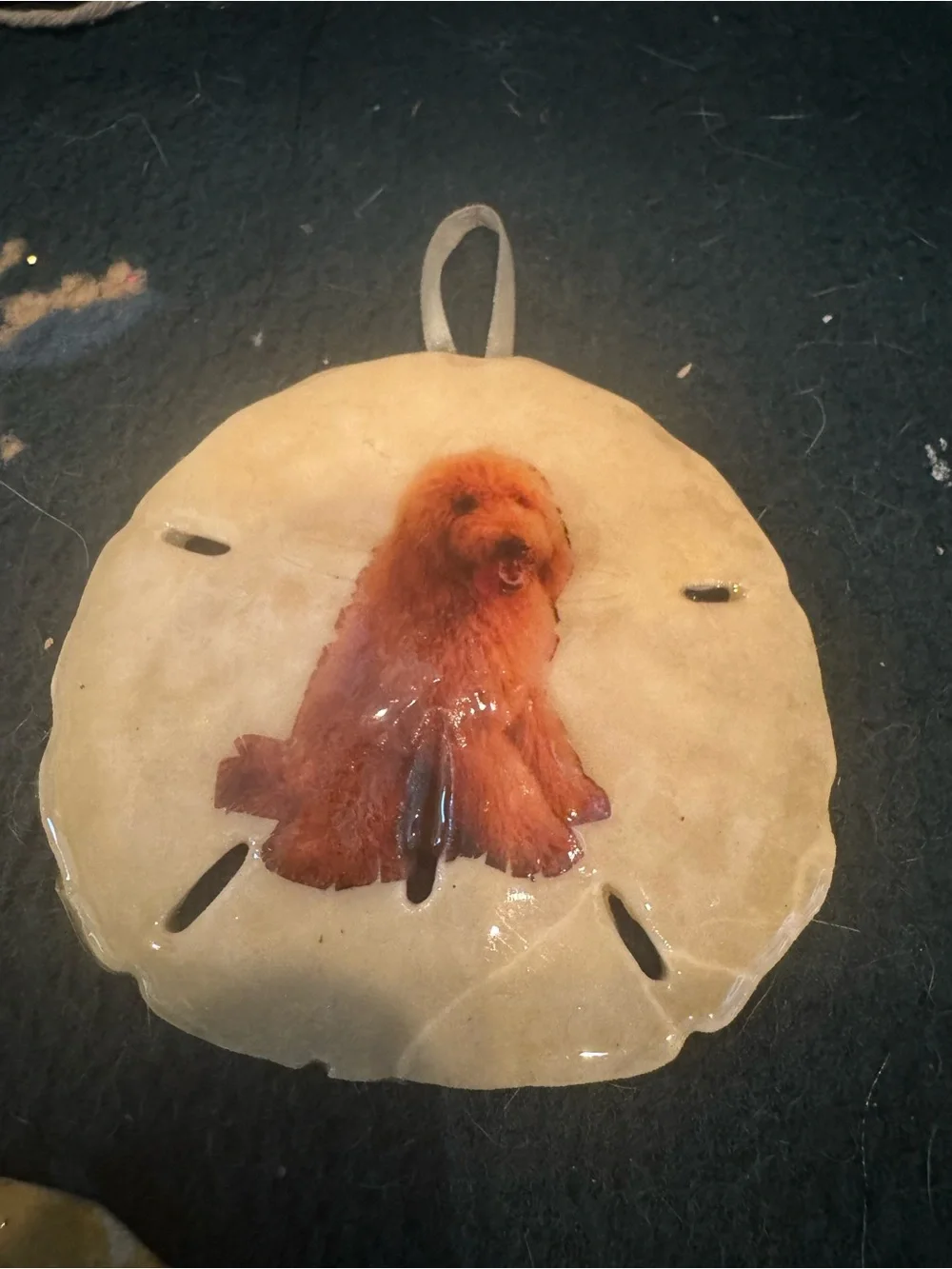 Handmade Dog real Sand Dollar Ornaments - Assorted Colors